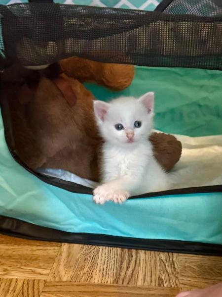 Europäische Hauskatze
